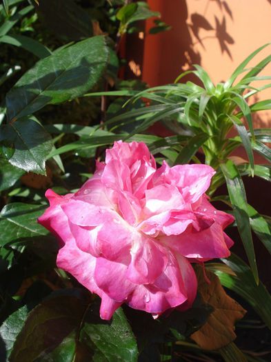 prin gradina (25)