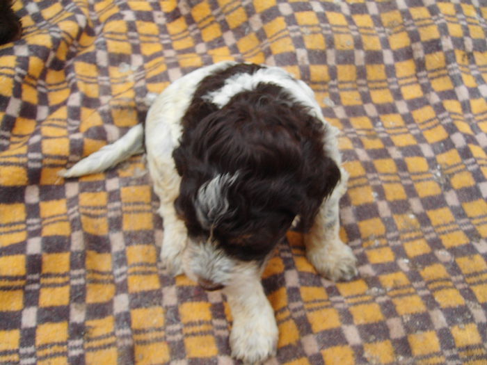 IMG_5152 - Lagotto Romagnolo pui de vinzare