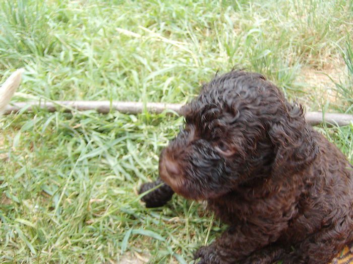 IMG_5156 - Lagotto Romagnolo pui de vinzare