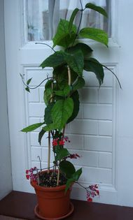 mult asteptatele flori (1) - clerodendron speciosum - splendens