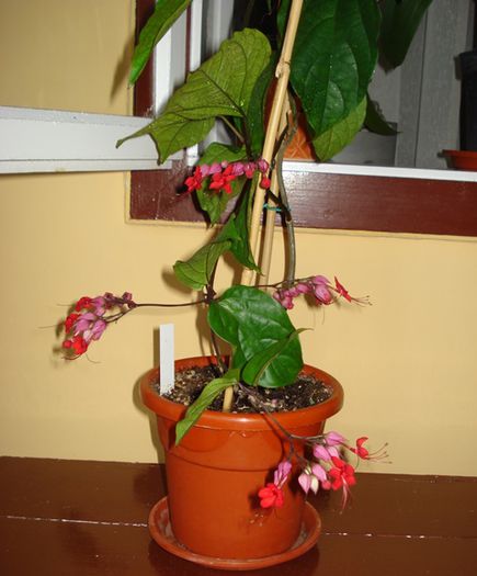 mult asteptatele flori (5) - clerodendron speciosum - splendens