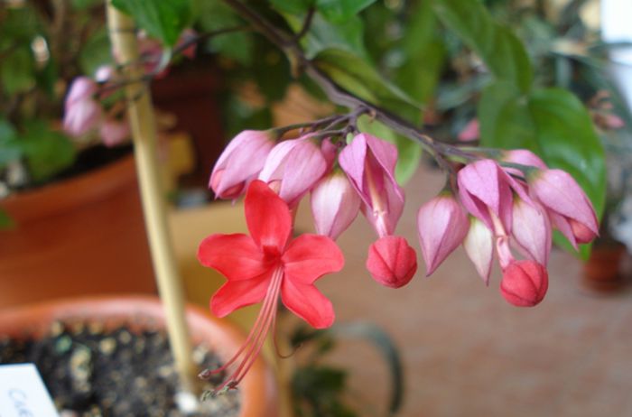 minunatii fluturasi (1) - clerodendron speciosum - splendens