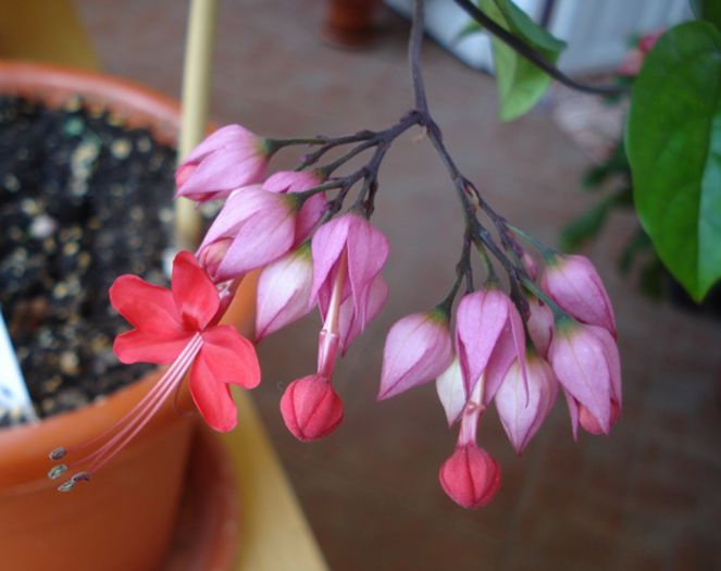 minunatii fluturasi (2) - clerodendron speciosum - splendens