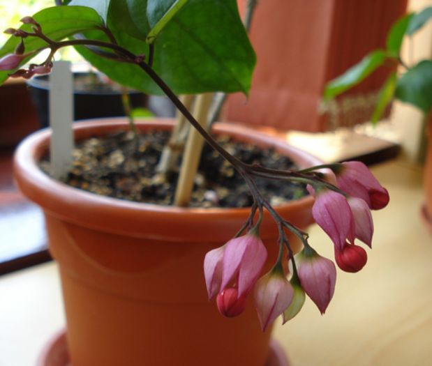 minunatii fluturasi (3) - clerodendron speciosum - splendens