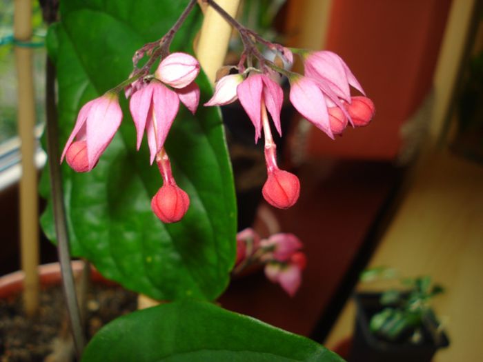 minunatii fluturasi (4) - clerodendron speciosum - splendens