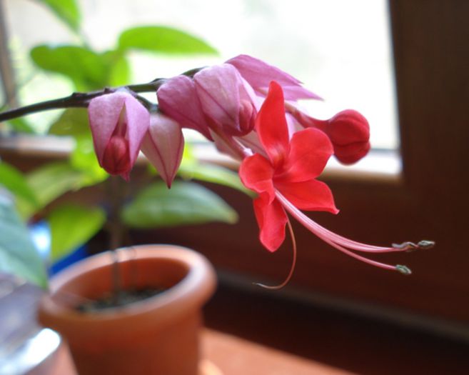 minunatii fluturasi (6) - clerodendron speciosum - splendens