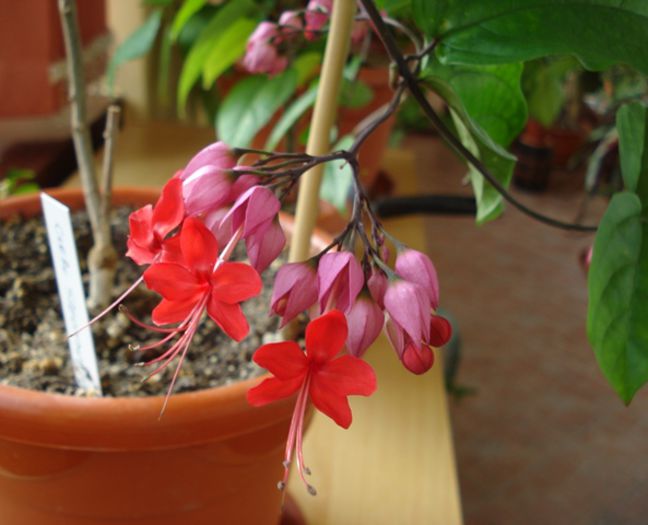 minunatii fluturasi (8) - clerodendron speciosum - splendens