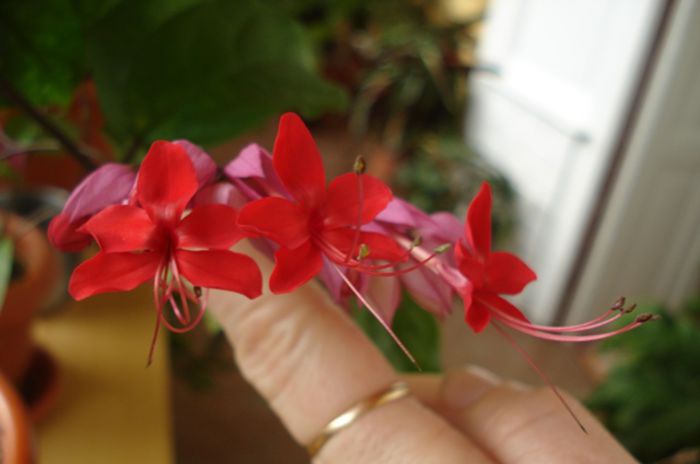 minunatii fluturasi (9) - clerodendron speciosum - splendens