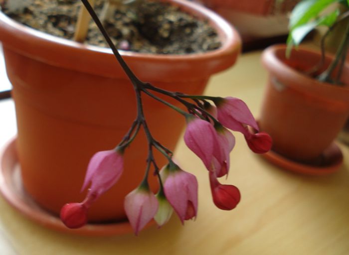 minunatii fluturasi (10) - clerodendron speciosum - splendens