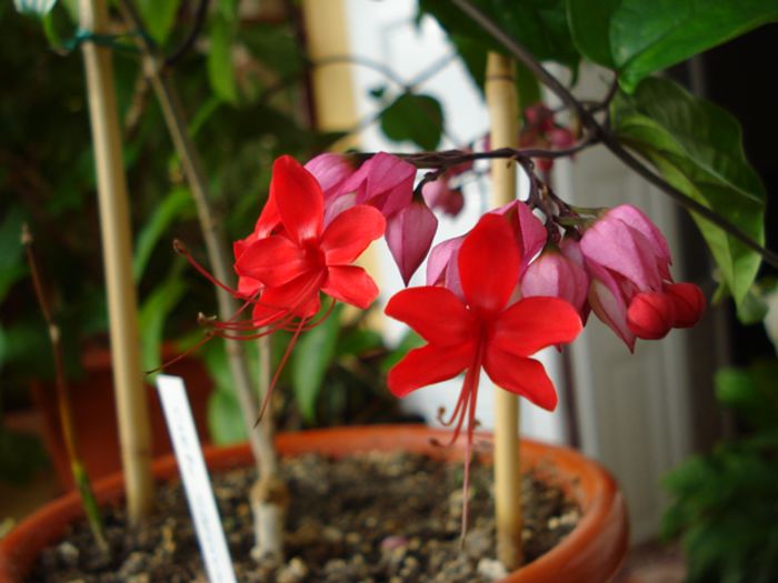 minunatii fluturasi (13) - clerodendron speciosum - splendens