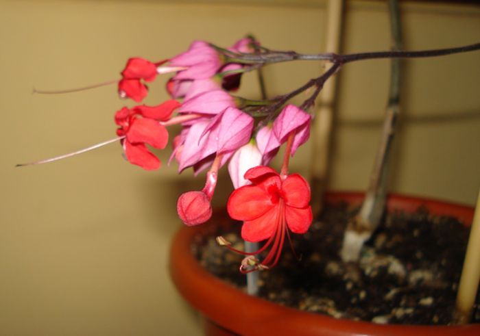 minunatii fluturasi (17) - clerodendron speciosum - splendens