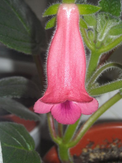  - 0 Zambetul florilor