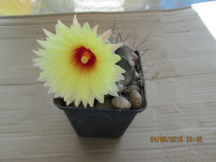 007 - cactusi