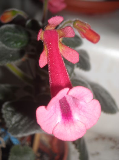  - 0 Zambetul florilor