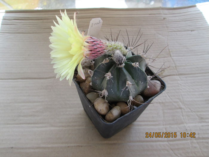 008 - cactusi