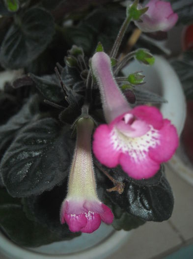  - 0 Zambetul florilor