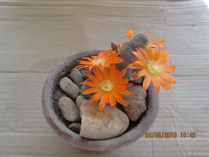009 - cactusi