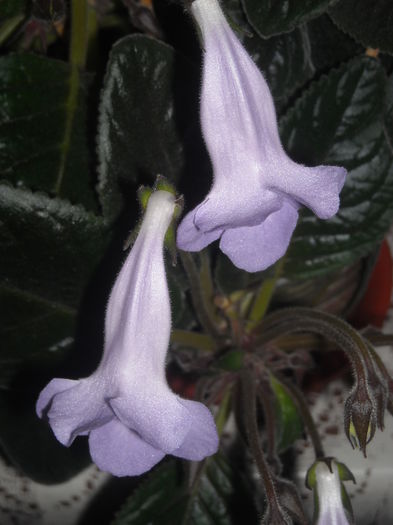  - 0 Zambetul florilor