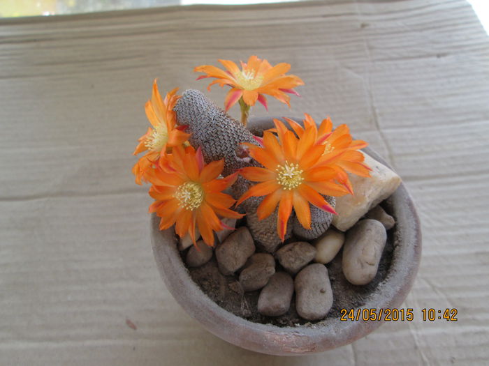 Aylostera heliosa - cactusi