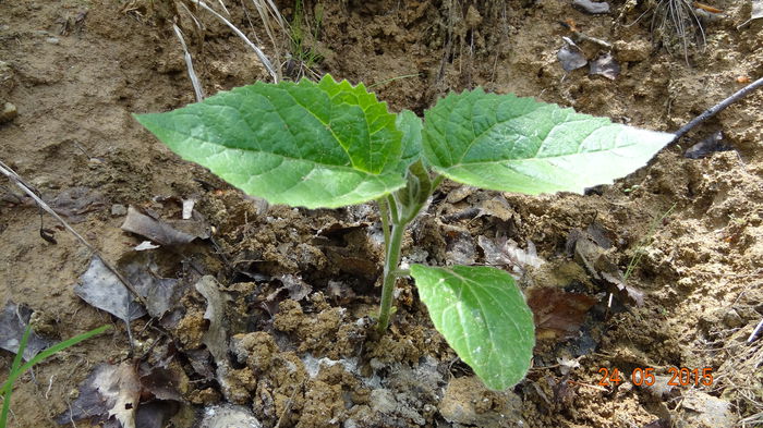 2.2014 - Paulownia 2014