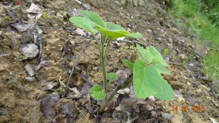 4.2014 - Paulownia 2014