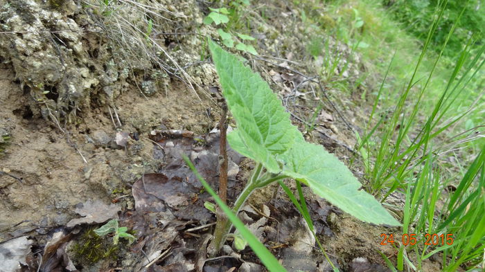 5.2014 - Paulownia 2014