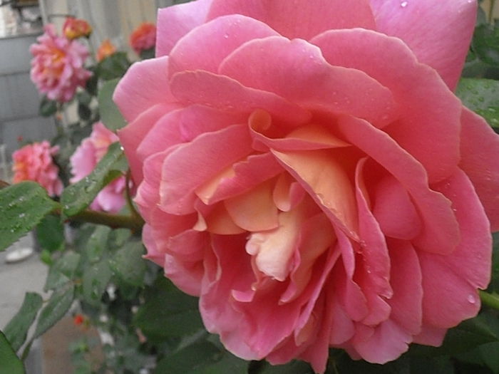 P5230133
