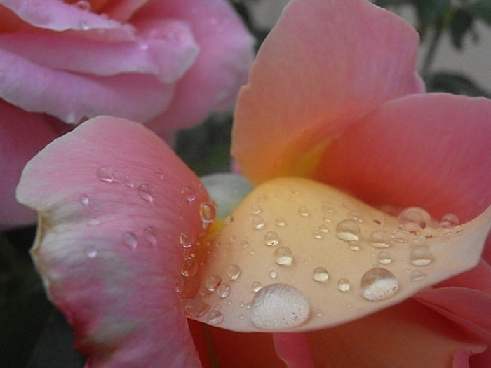 P5230142 - STROPI SI PICATURI