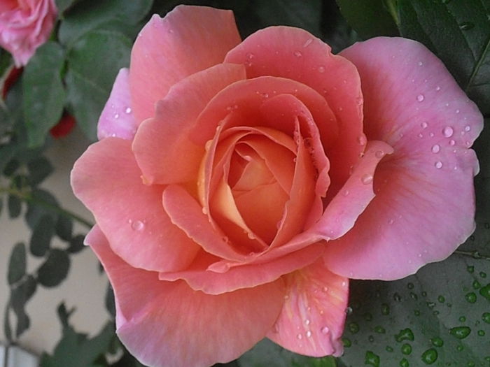 P5230165
