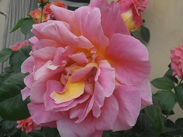 P5230177