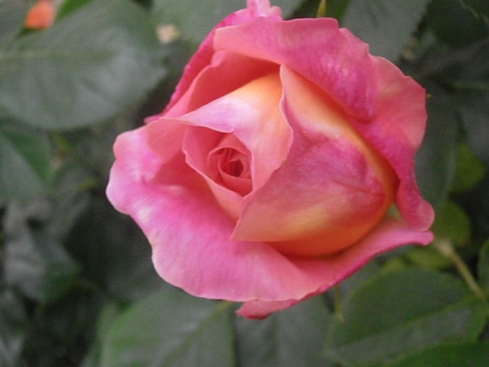 P5230181
