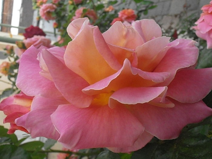 P5230191