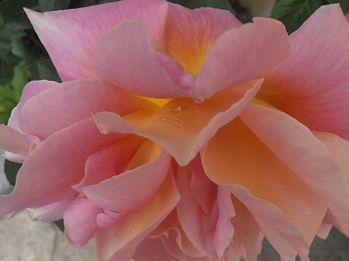 P5230227