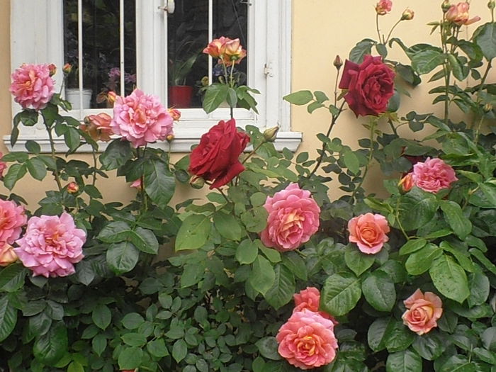 P5230233