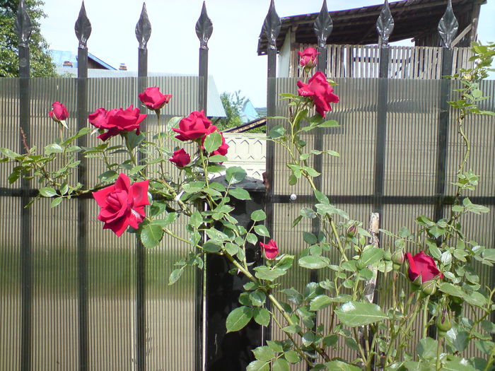 DSC00424