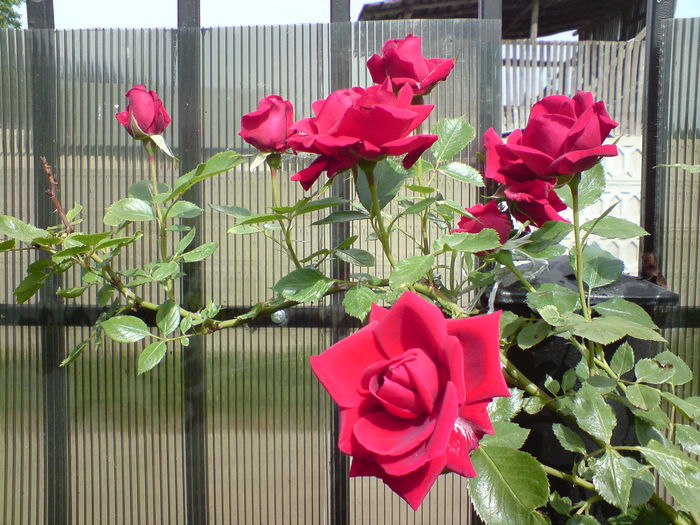 DSC00425