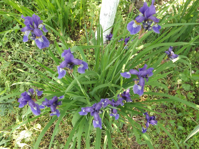 DSCF3865 - Irisi