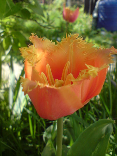 DSC00388 - Flori de primavara