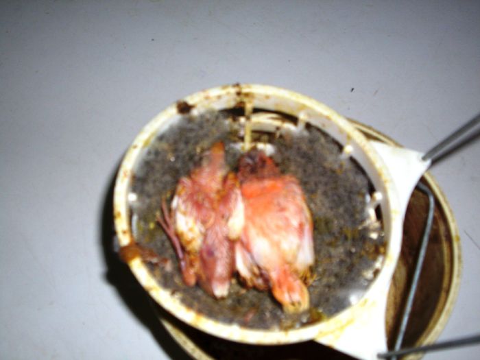 canari la cuib 2015 005