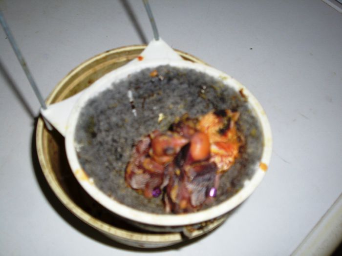 canari la cuib 2015 006