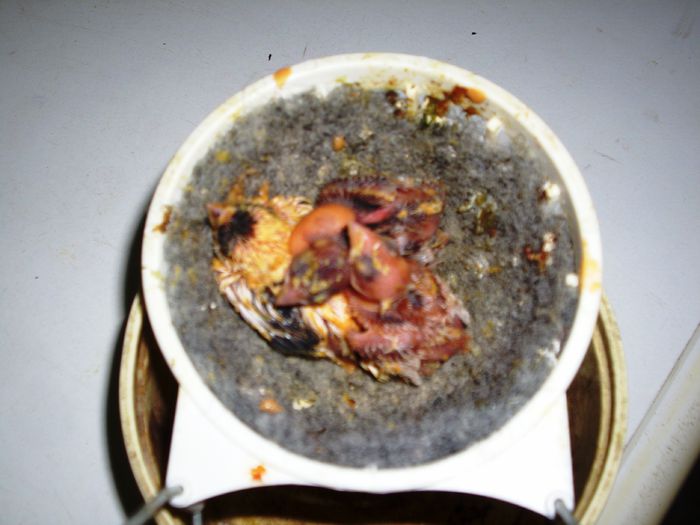 canari la cuib 2015 007