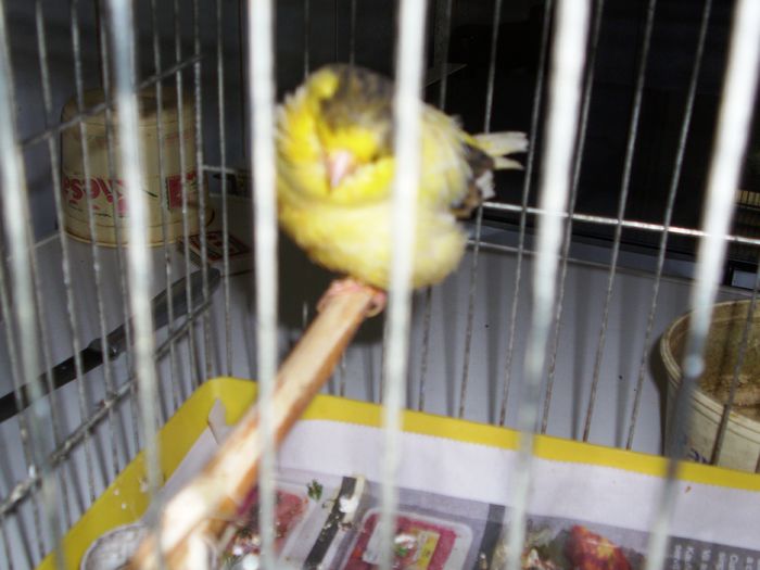 canari la cuib 2015 008