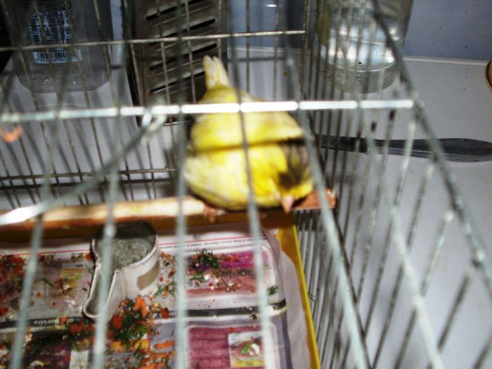 canari la cuib 2015 009