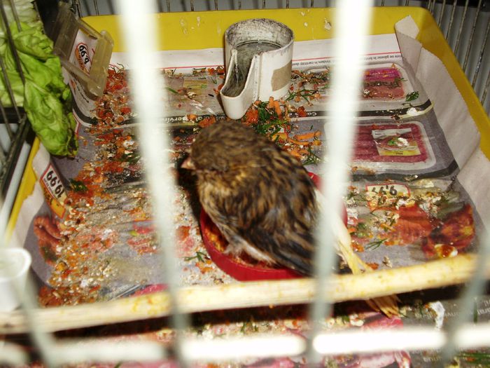 canari la cuib 2015 011