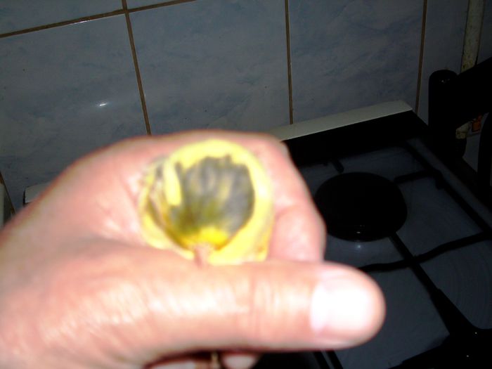 canari la cuib 2015 017 - CANARI LA CUIB--2015