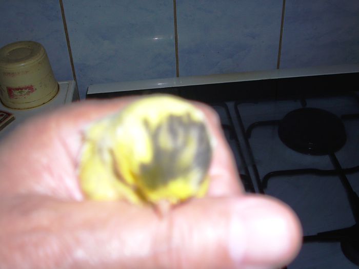 canari la cuib 2015 018 - CANARI LA CUIB--2015