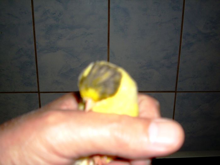 canari la cuib 2015 020