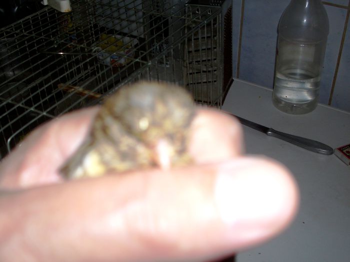 canari la cuib 2015 021 - CANARI LA CUIB--2015