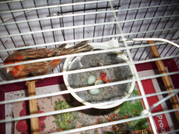 canari la cuib 2015 025