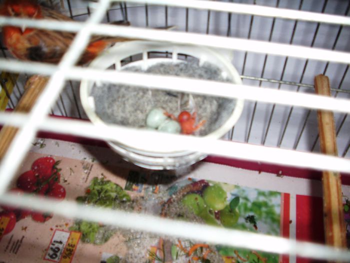 canari la cuib 2015 026